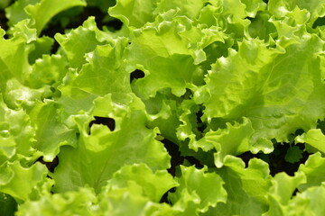 Green fresh lettuce leaves in the garden of the summer harvest