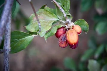 Fototapeten Devastated cranberry fruits  as a result of long time drought and strong heat © Altan