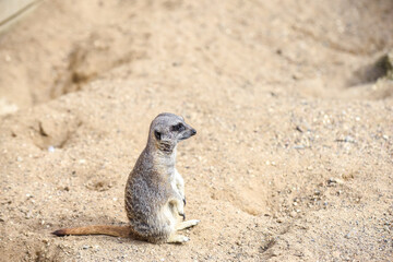 Meerkat in group standing fighting playing and doing funny pose