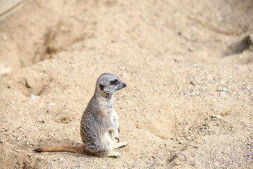 Fototapeta premium Meerkat in group standing fighting playing and doing funny pose