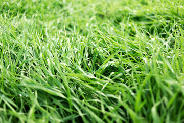 Background with green grass with waterdrops, soft selective focus.
