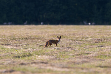 Red fox Vulpes vulpes in the meadow in search of food - the natural habitat of the fox - rural landscape, natural meadow, red predator