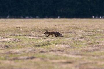 Red fox Vulpes vulpes in the meadow in search of food - the natural habitat of the fox - rural landscape, natural meadow, red predator