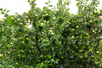 Fototapeta na wymiar apple tree fruit on a tree against the sky