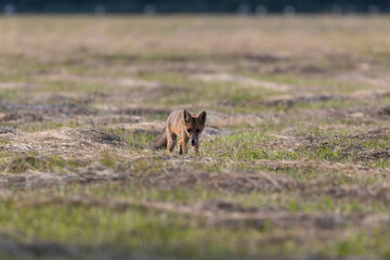 Red fox Vulpes vulpes in the meadow in search of food - the natural habitat of the fox - rural landscape, natural meadow, red predator