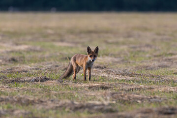Red fox Vulpes vulpes in the meadow in search of food - the natural habitat of the fox - rural landscape, natural meadow, red predator