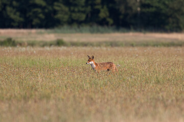 Red fox Vulpes vulpes in the meadow in search of food - the natural habitat of the fox - rural landscape, natural meadow, red predator