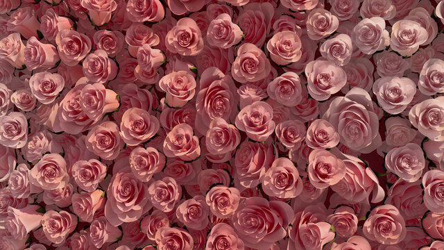 Colorful, Pink Flower Blooms arranged in the shape of a wall. Romantic, Bright, Roses composed to create a Elegant floral background. 3D Render