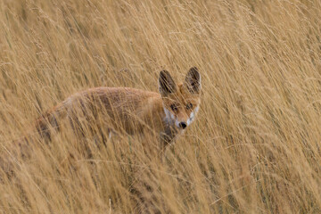 Red fox Vulpes vulpes in the meadow in search of food - the natural habitat of the fox - rural landscape, natural meadow, red predator