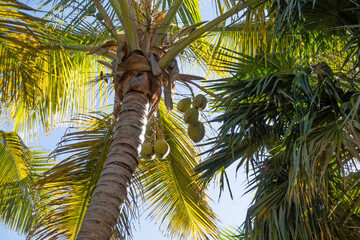 Coast with palms tree, Tenerife