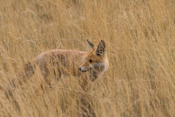 Red fox Vulpes vulpes in the meadow in search of food - the natural habitat of the fox - rural landscape, natural meadow, red predator
