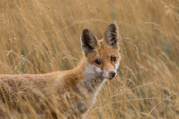 Red fox Vulpes vulpes in the meadow in search of food - the natural habitat of the fox - rural landscape, natural meadow, red predator