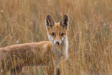 Red fox Vulpes vulpes in the meadow in search of food - the natural habitat of the fox - rural landscape, natural meadow, red predator