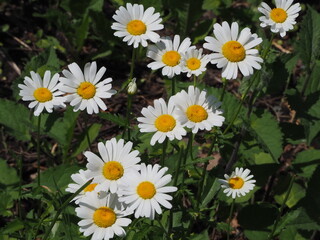 daisies in a garden