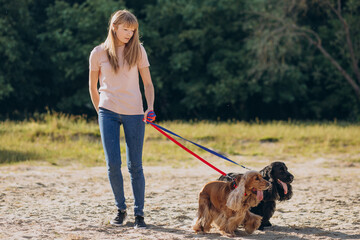 Pet walker having a stroll with cocker spaniel