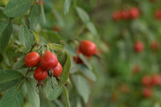 Red, ripe  fruits of apple rosa Karpatia, on background bokeh roses red fruits, horizontal image with space for text.