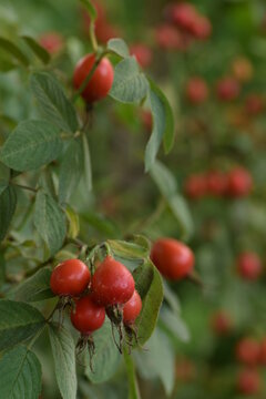 Red, ripe  fruits of apple rosa Karpatia, on background bokeh red rose fruits, vertical image.