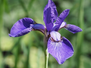 purple iris flower