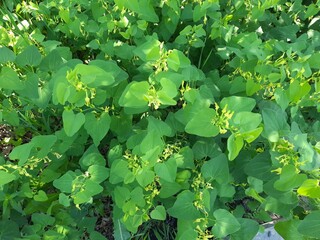 green leaves in the garden