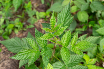 Fototapeta na wymiar Spring gentle leaves and buds of European red raspberry Rubus idaeus . Green buds on a branch in spring, selective focus, close-up image.