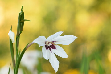 Fototapeta premium Single Abyssinian gladiolus flower on yellow green bokeh background in late summer garden.