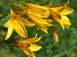 yellow flowers on green background