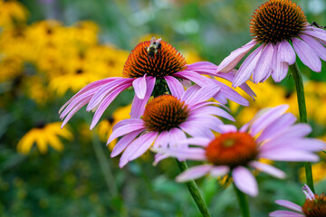 Purple cone flower with bee.  blurry background, bokeh with copy space