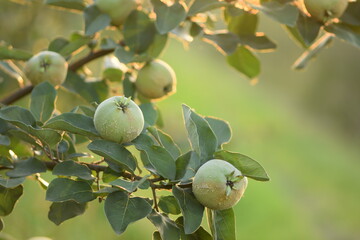 Ripening quince fruits, appleshape cydonia oblonga fruits, beautiful sunshine, space for text.