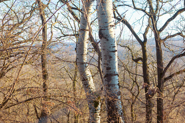 Bare trees in the spring . Springtime forest nature