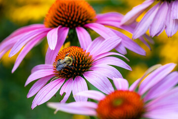 Purple cone flower with bee.  blurry background, bokeh with copy space