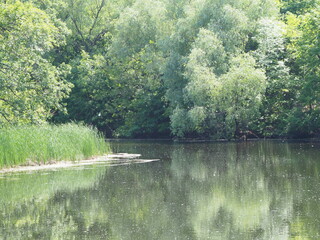 lake in the woods