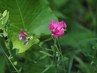 butterfly on flower