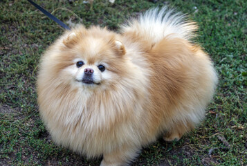 The muzzle of a well-groomed domestic dog