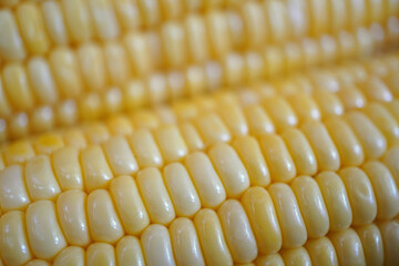 Fresh corn on the cob peeled collected from farm, Corn nutrition grains, Close up
