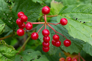 Red viburnum berries with dew on the branches, fresh berries are used in medicine as a laxative, diaphoretic, disinfectant for respiratory infections