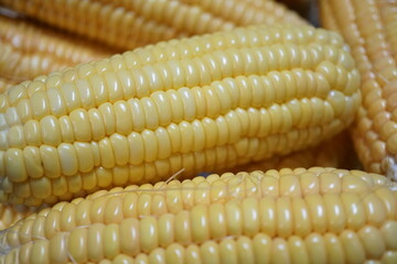 Fresh corn on the cob peeled collected from farm, Corn nutrition grains, Close up