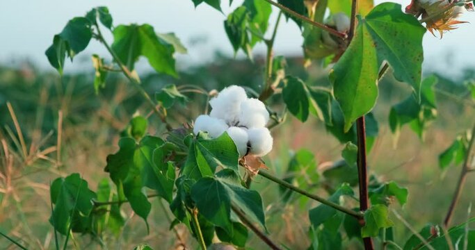 Cotton plant ready to harvest. Cotton plantation at sunset 