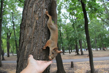 squirrel in tree