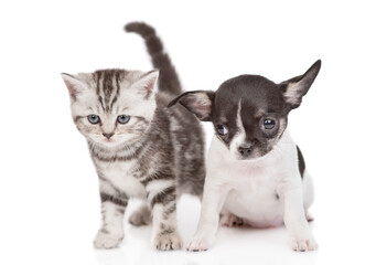 Tiny chihuahua puppy and tabby kitten sit together in front view and look at camera. isolated on white background