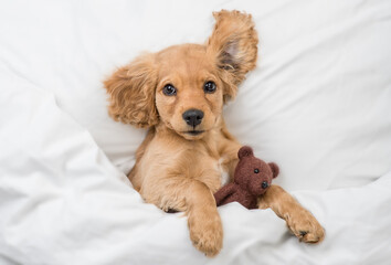 Funny English Cocker spaniel puppy lying on a bed at home and hugs toy bear. Top down view