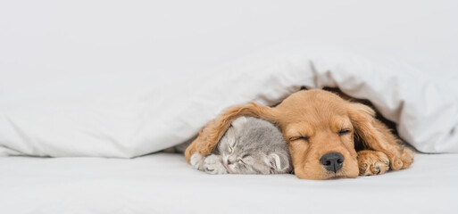 Cute kitten and sleepy English Cocker spaniel puppy lying together under warm blanket on a bed at...