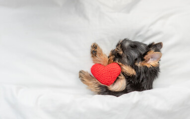 Cozy tiny Yorkshire terrier puppy sleeps with red heart on a bed at home. Top down view. Empty...