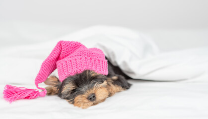 Cute Yorkshire terrier puppy wearing warm pink hat sleeps on his back on a bed under white warm blanket at home