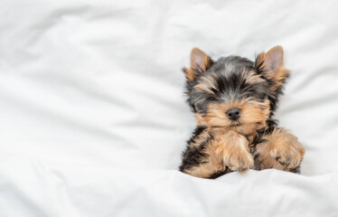 Cozy tiny Yorkshire terrier puppy sleeps on a bed at home. Top down view. Empty space for text
