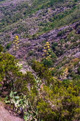 Obraz premium Montaña con vegetación en la isla de Tenerife