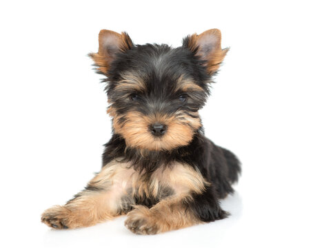 Portrait of a tiny Yorkshire Terrier puppy lying and looks at camera. Isolated on white background