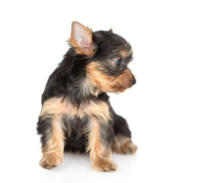 Tiny Yorkshire Terrier puppy sits in profile and looks away on empty space. Isolated on white background