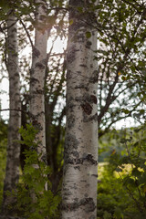 Birch with beautiful back lighting