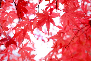 紅葉の赤