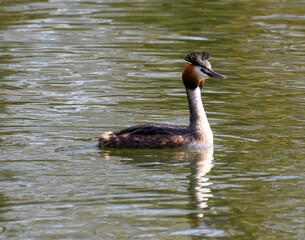 Great crested Grebe swimming